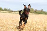 BEAUCERON - PUPPIES 029